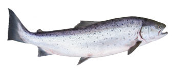 Chinook “King” Salmon